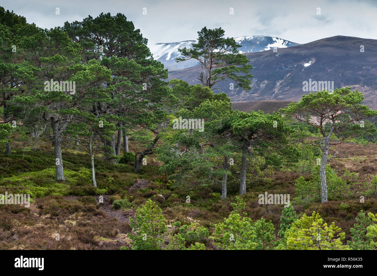Rothiemurchus pineta nel Parco Nazionale di Cairngorms Foto Stock