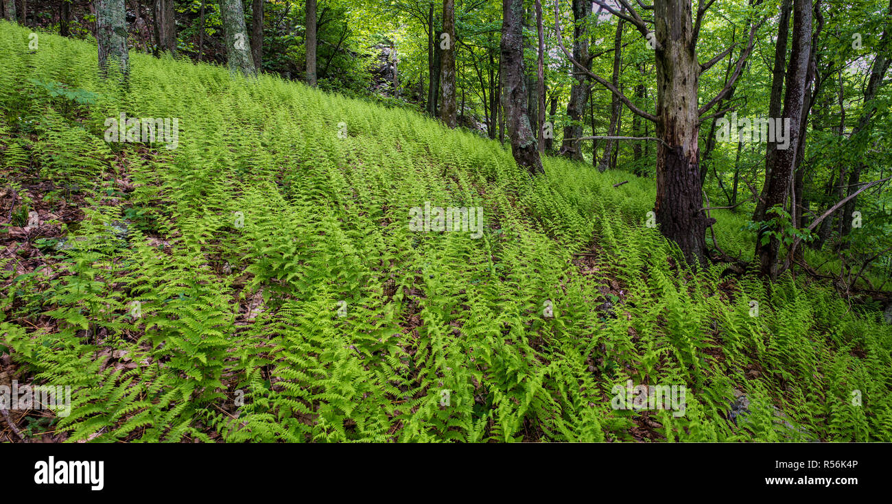 Il fieno profumato felci (Dennstaedtia punctilobula) nella foresta nel parco nazionale di Shenandoah, Virginia, Stati Uniti d'America. Felci sono di cattivo gusto al bianco-failed cervi, e wh Foto Stock