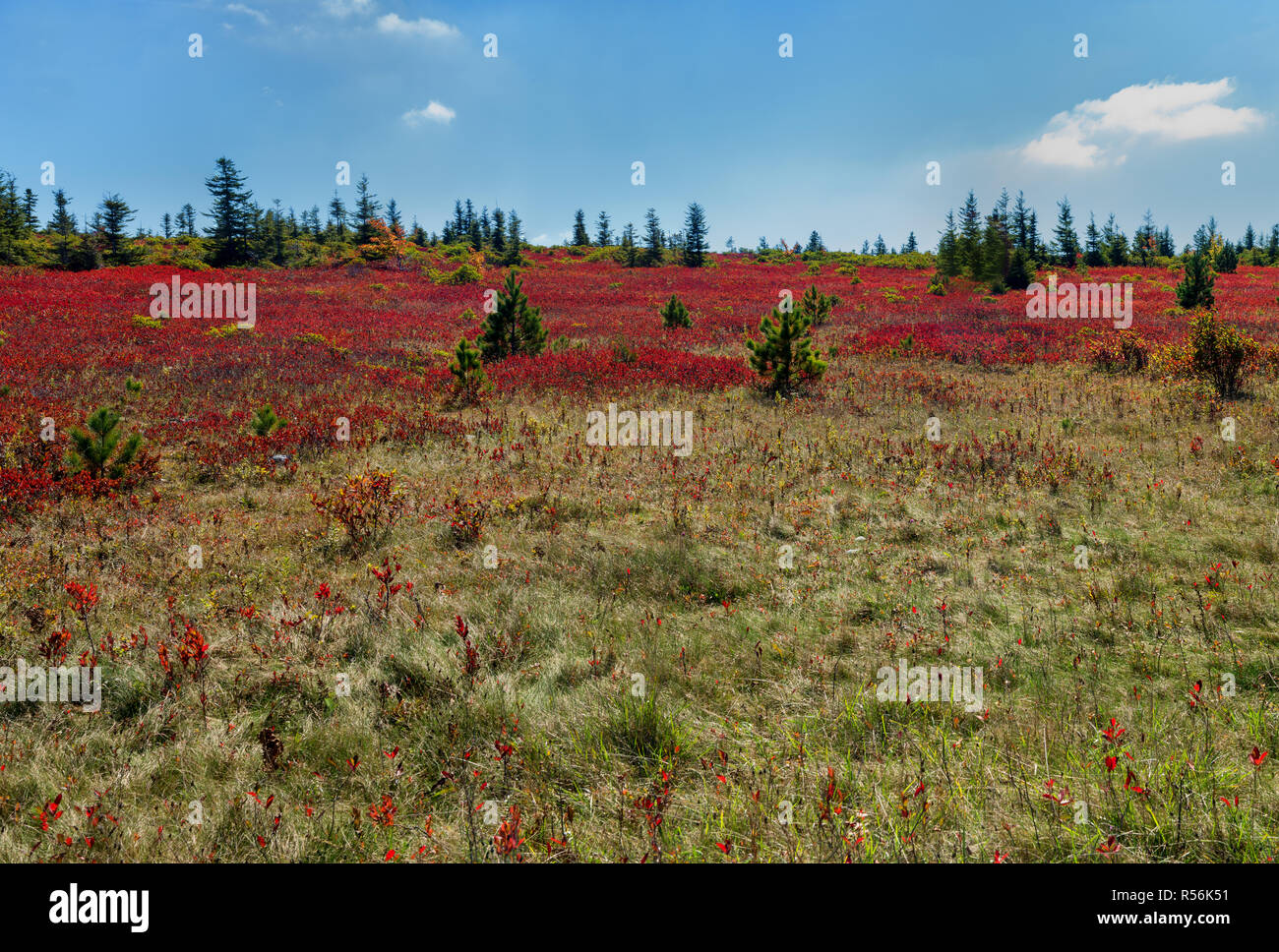 Heath sterile a Dolly zolle Wilderness Area in West Virginia in autunno. Contrassegnato abete rosso e pino bianco emerge dal fogliame rosso di mirtillo bush Foto Stock