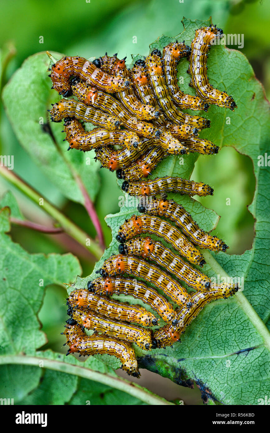Le larve di rosso-humped caterpillar tarma (Schizura concinna) nascondendo sul lato inferiore delle foglie di quercia. Larve si nutrono in gruppi e sollevare e wag loro estremità posteriore in Foto Stock