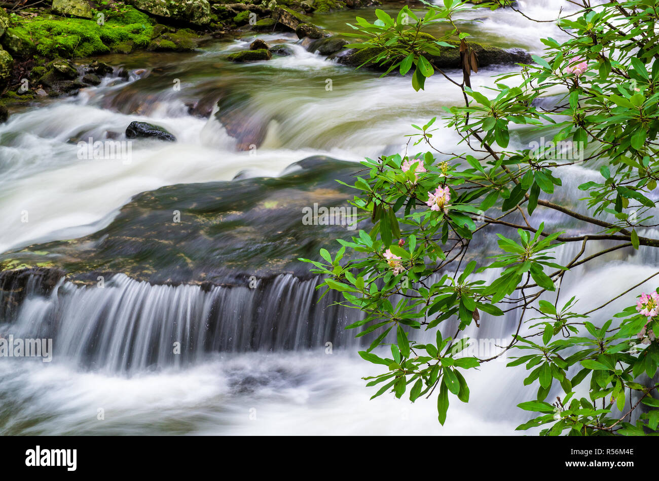 Poco Stony Creek come cascades attraverso le Highlands Appalacian ai primi di luglio. Grande rododendro (Rhododendron massimo) lungo le banche sono a loro p Foto Stock