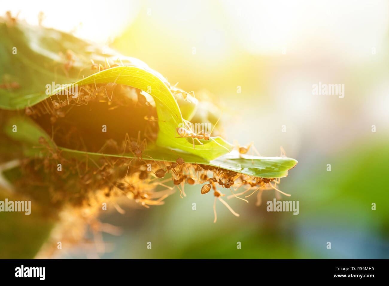 Le formiche aiutano a costruire insieme home Foto Stock