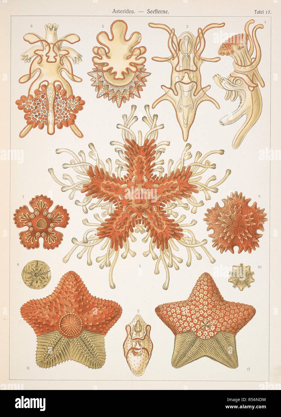 Asteridea. Starfish. Kunstformen der Natur / Ernst Heinrich Philipp August Haeckel. Leipzig : Bibliographisches inst., 1914 ; Wien. Fonte: Wf1/1811 piastra 13. Foto Stock