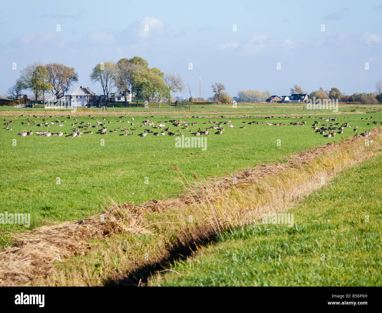 Gruppo di oche graylag, Anser anser e settentrionale, lapwings Vanellus vanellus, alimentando nella prateria in Eempolder, Paesi Bassi Foto Stock