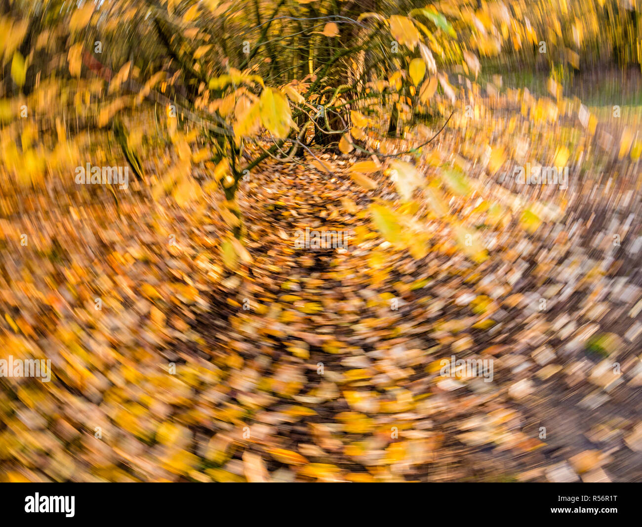 Foglie di autunno in giallo e arancio e caduta caduta in moto di rotazione blur - intenzionalmente sfocato Foto Stock