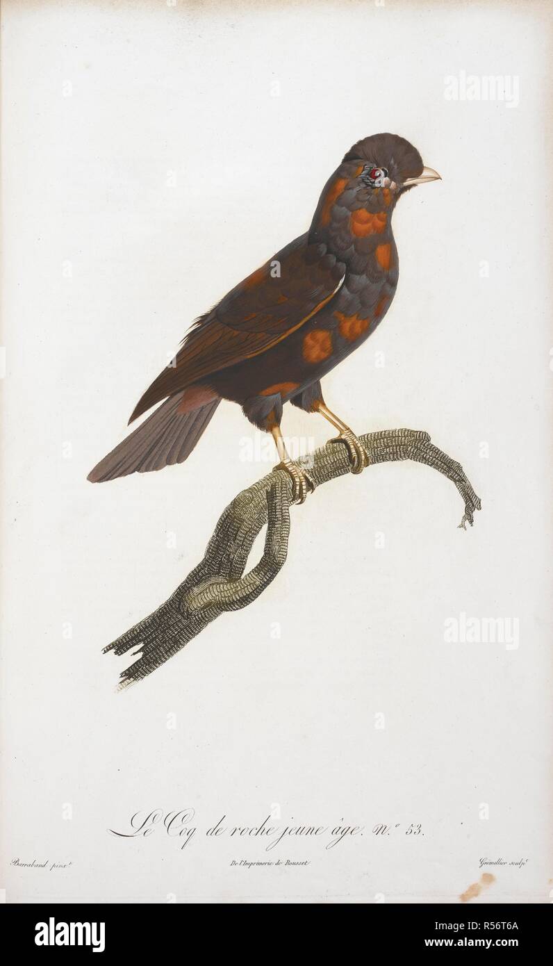 Le Coq de la Roche jeune età, No. 53 (Gallo). Histoire Naturelle des oiseaux de Paradis et des Rolliers, suivie de celle des tucani et des Barbus. Parigi, 1806. Fonte: 39.i.7-8 la piastra 53. Autore: Le Vaillant, FranÃ§OIS. BARRABAND, JACQUES. Foto Stock