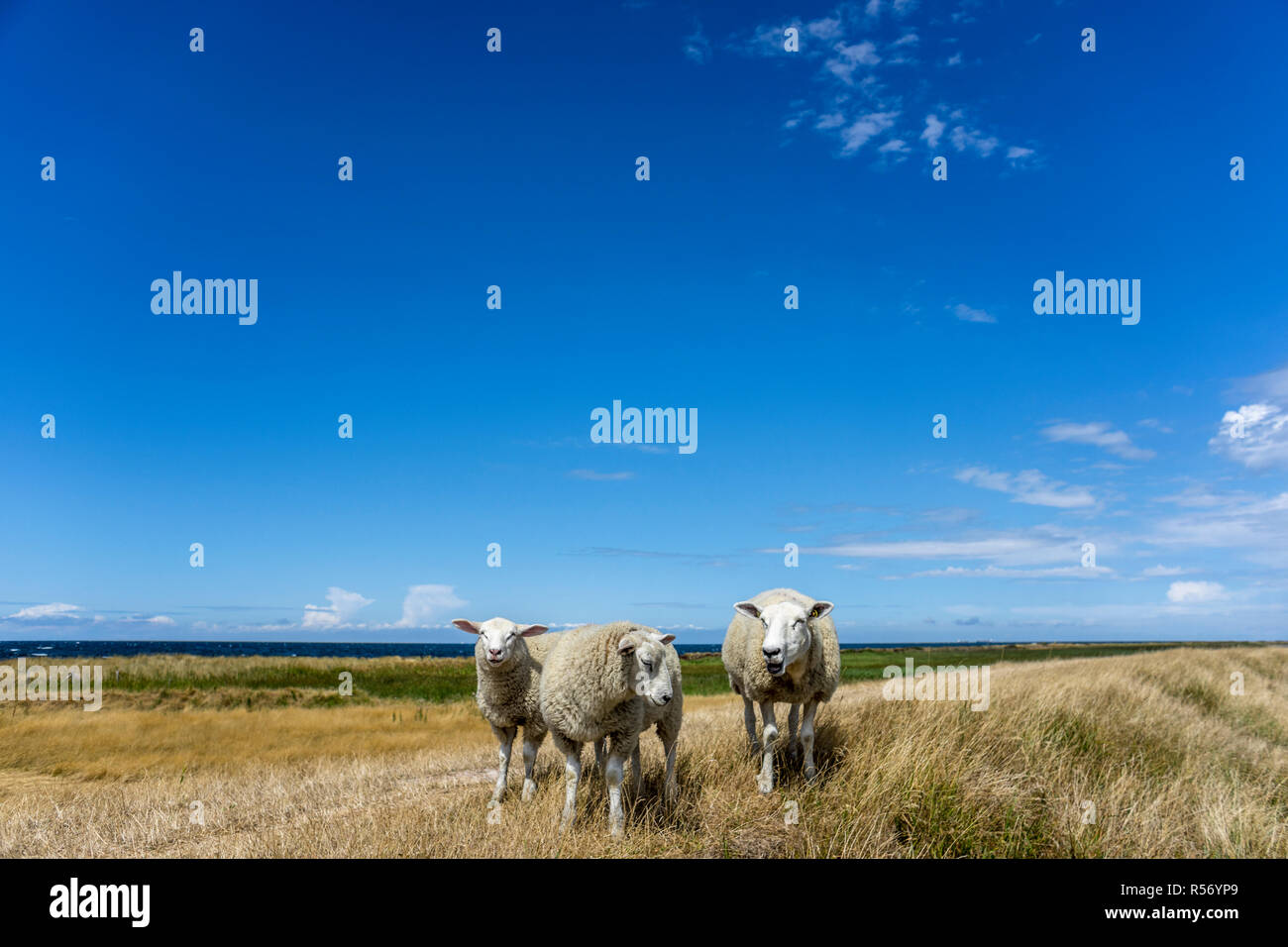 Pecora su una diga sull isola di Fehmarn, Germania 2018. Foto Stock