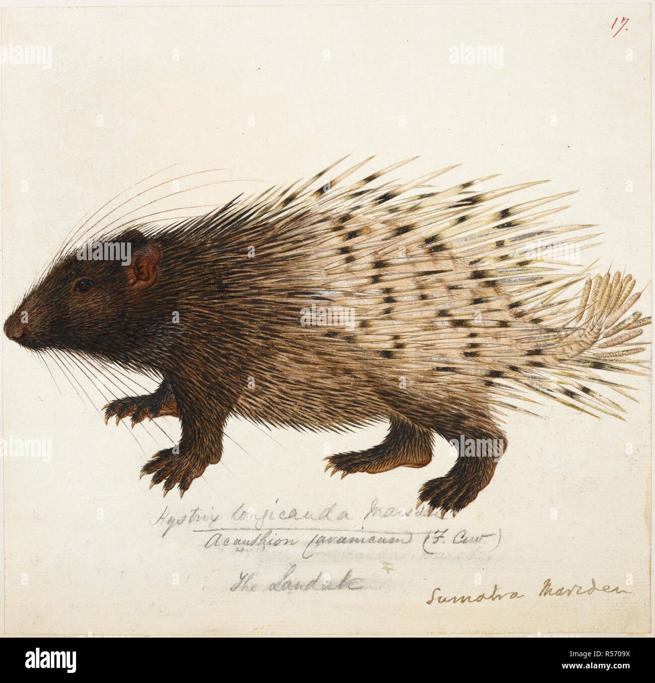 Il Landak. Lunga coda Istrice da Sumatra. La storia di Sumatra. 1784-1808. Lunga coda Istrice (Trichys fasciculata), inscritto 'Hystrix Longicanda Marsden, Landak'. Matita, penna e inchiostro e acquerello. Fonte: NHD 1/17. Foto Stock