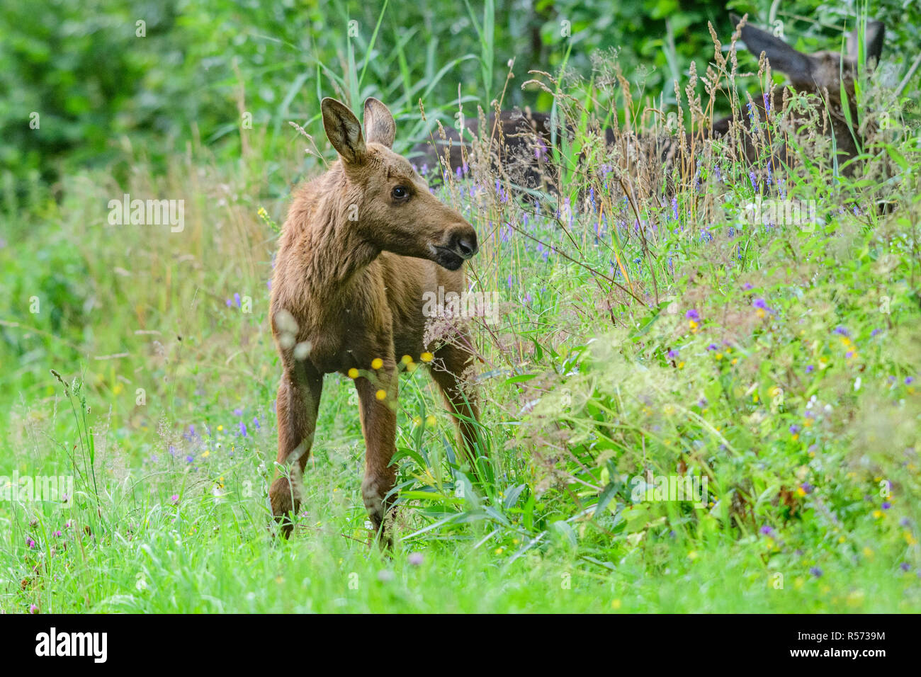 Alci europea (Alces alces) vitello in Biebrza National Park, Polonia. Foto Stock