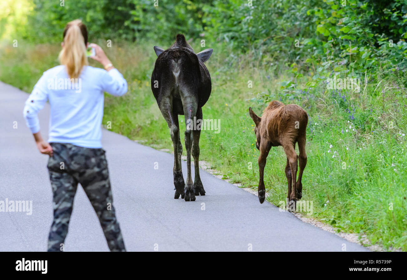 La donna a fotografare una femmina di alci europea (Alces alces) e il suo vitello con uno smartphone. Biebrza National Park, Polonia. Foto Stock