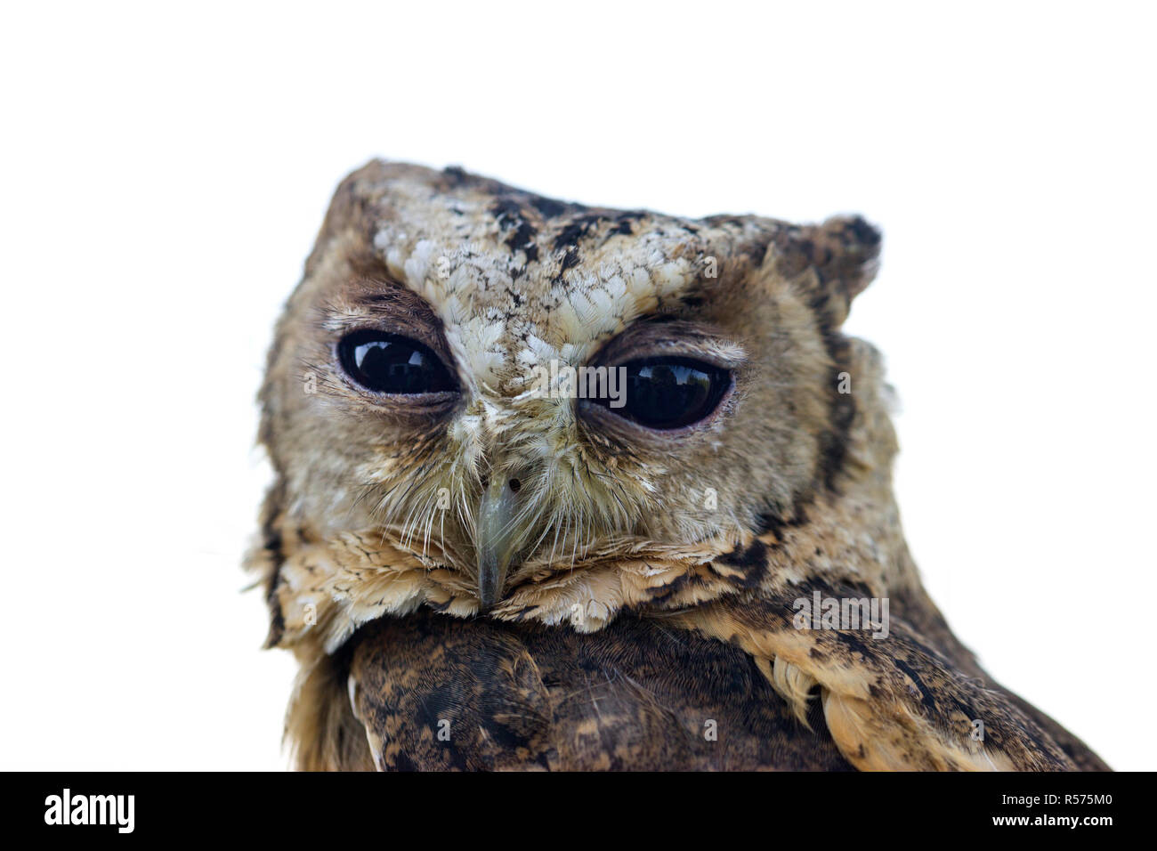 Ritratto di un collare di indù owl Foto Stock