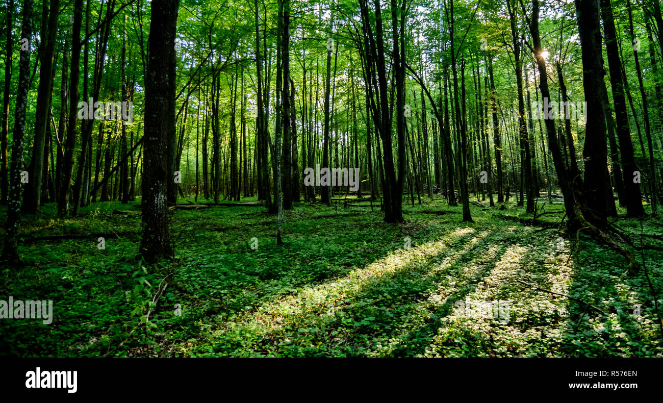 La luce del sole splende attraverso gli alberi in una foresta di Bialowieza National Park, Polonia. Luglio, 2017. Foto Stock