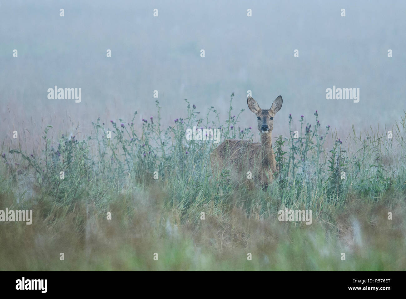 Femmina il capriolo (Capreolus capreolus) in un prato in una nebbiosa mattina nel nord-est della Polonia. Foto Stock