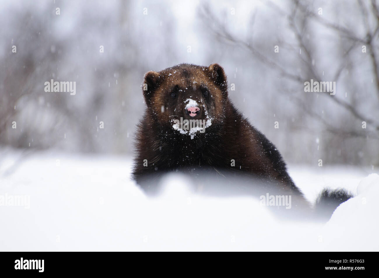Wolverine (Gulo gulo) nella neve in Zoo polare, Norvegia. Foto Stock