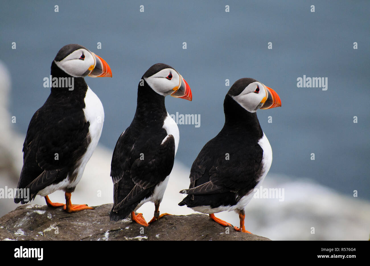 Tre i puffini ponendo accanto a ogni altro a farne le isole, UK. Foto Stock