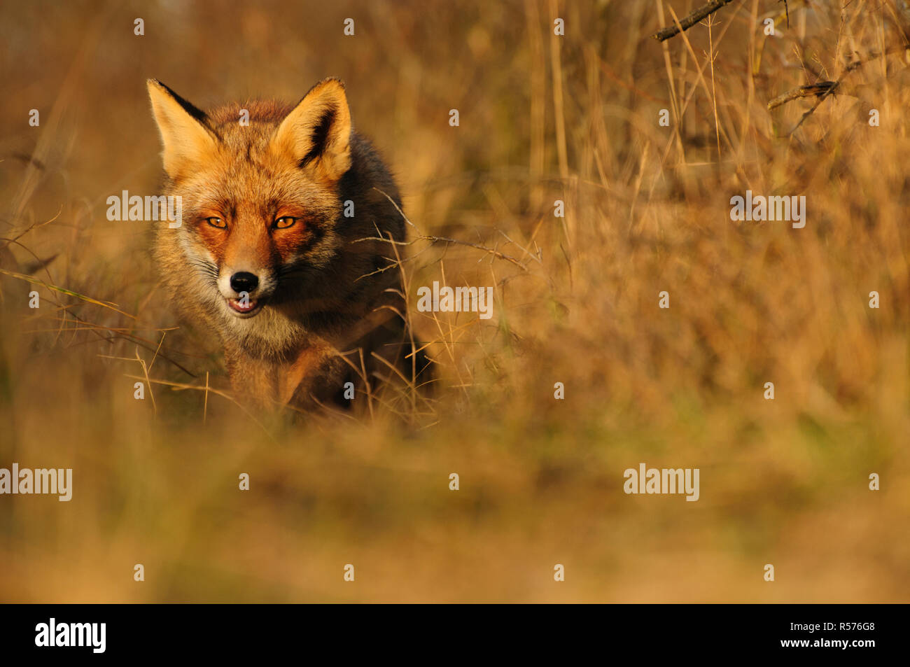 Red Fox (Vulpes vulpes vulpes) a piedi attraverso cespugli nelle Amsterdamse Waterleidingduinen, Paesi Bassi. Foto Stock