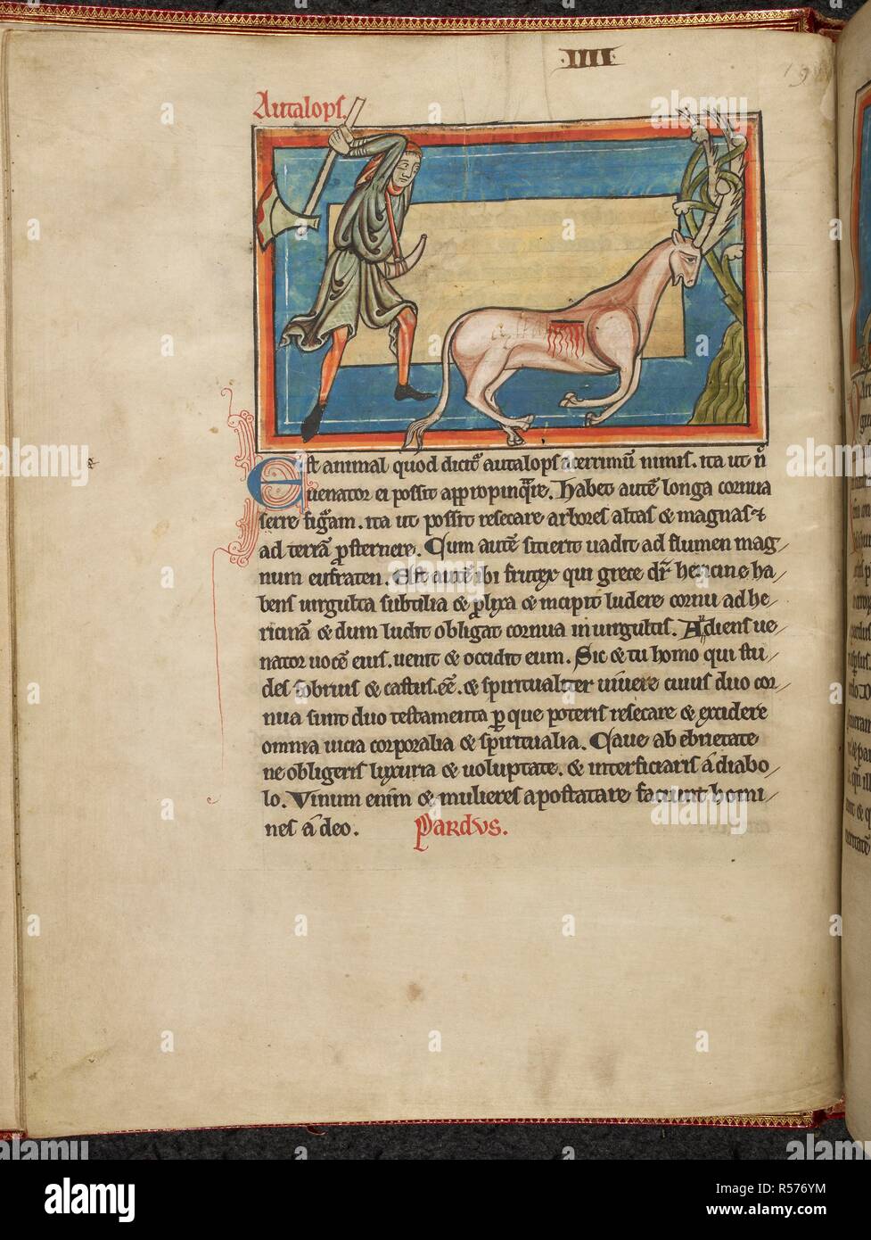 Scena di caccia. Un antilope e un uomo con un'ascia. Le antilopi ha catturato il suo visto-come i palchi in un arbusto, dando un cacciatore la possibilità di ucciderlo. . Bestiaria, con estratti da Giraldus Cambrensis su uccelli irlandese. Inghilterra, S. (Salisbury?). Bestiaria, con estratti da Giraldus Cambrensis su uccelli irlandese. Secondo quarto del XIII secolo. Fonte: Harley 4751 f.5v. Lingue: Latina. Foto Stock