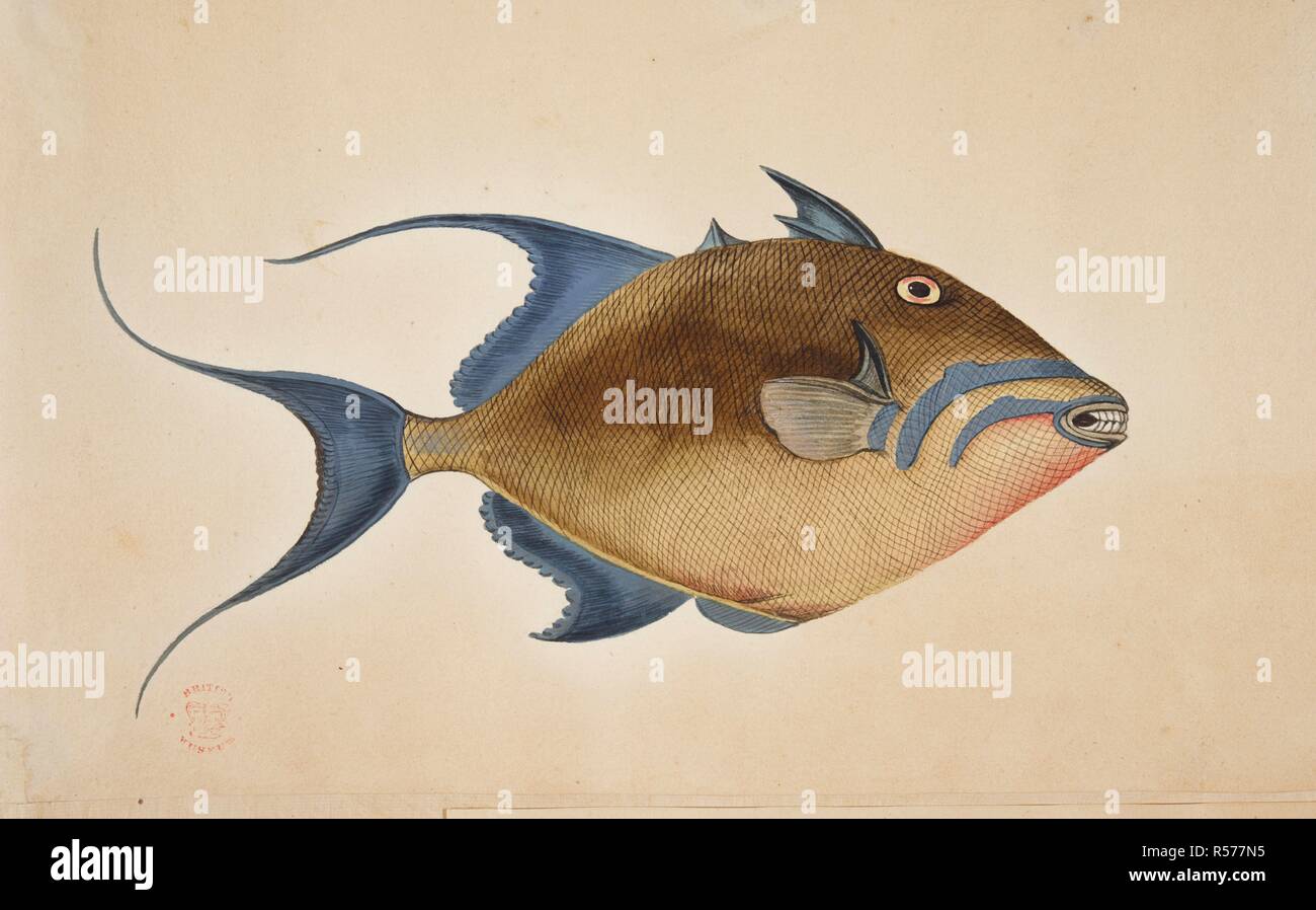 Un pesce. Album di disegni da Catesby, G.Edwards, G.Jago et al, comissioned da Hans Sloane. Il XVIII secolo. Fonte: Aggiungi. 5267, la piastra 51. Autore: CATESBY, MARK. Renard, Louis. Foto Stock