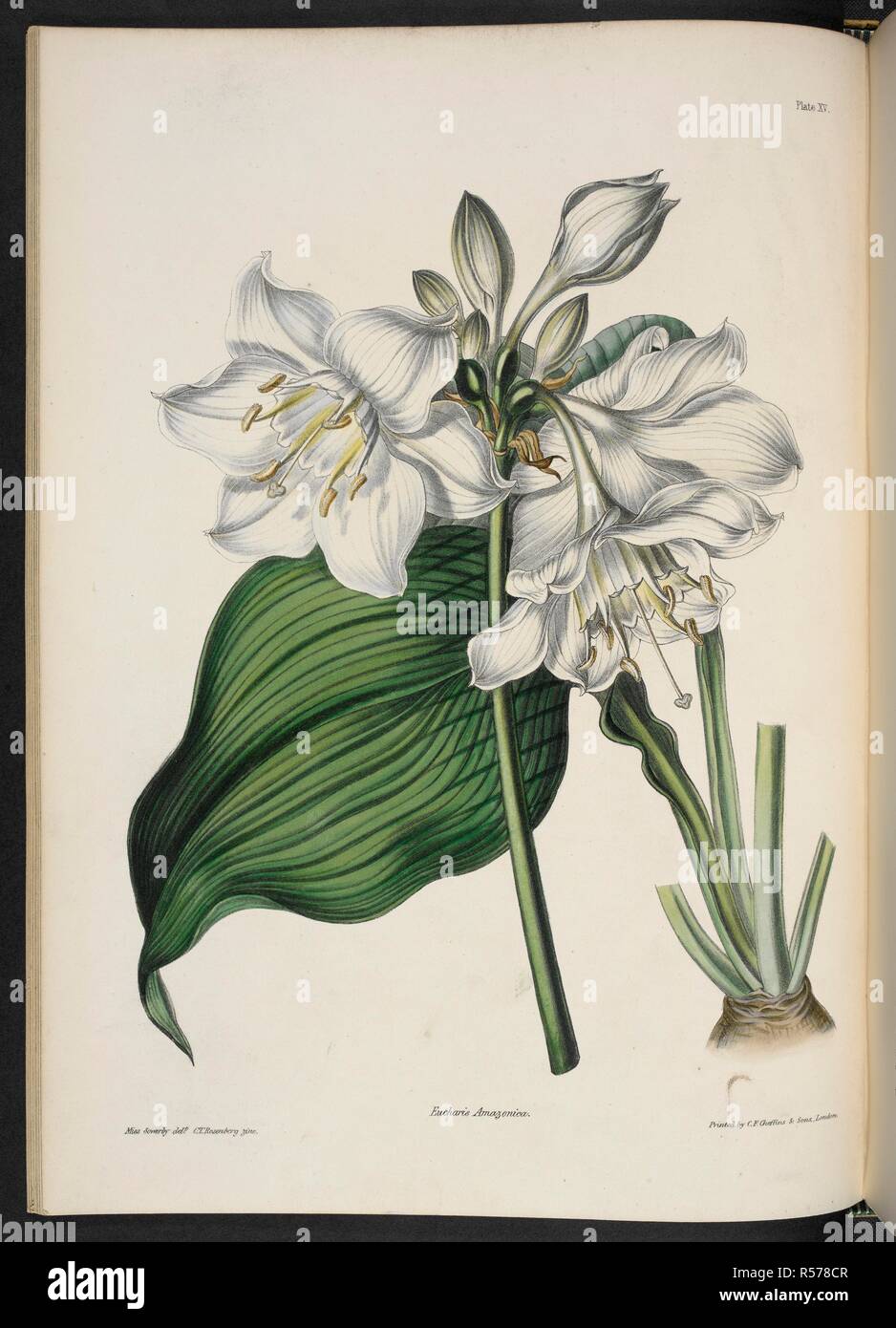 Eucharis amazonicas (Linden.) Eucharis amazonica è una specie di pianta  flowering in famiglia Amaryllidaceae. Noto come il giglio di Amazon. Il  Bouquet illustrato, costituito da figure, con descrizioni di nuovi fiori.  Londra,