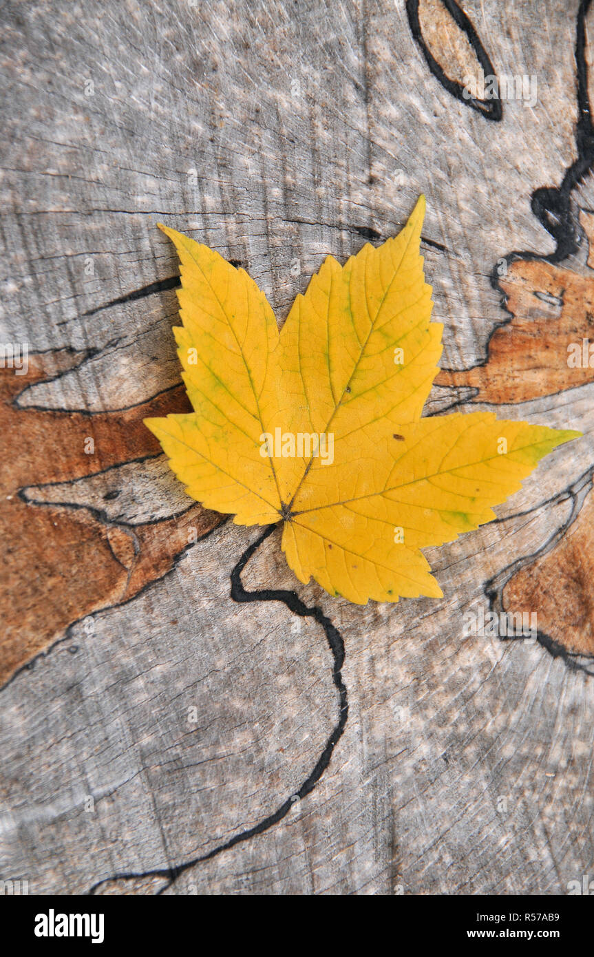 Un giallo di platano autunnale Maple Leaf giacente su una sezione di taglio di un tronco di albero Foto Stock