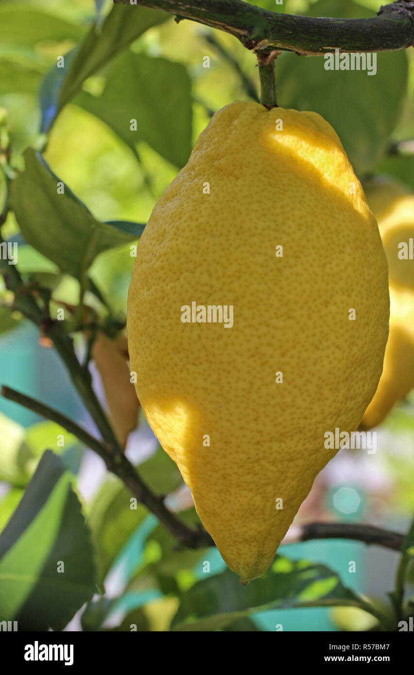 Four seasons limone Citrus limon presso l'arbusto Foto Stock