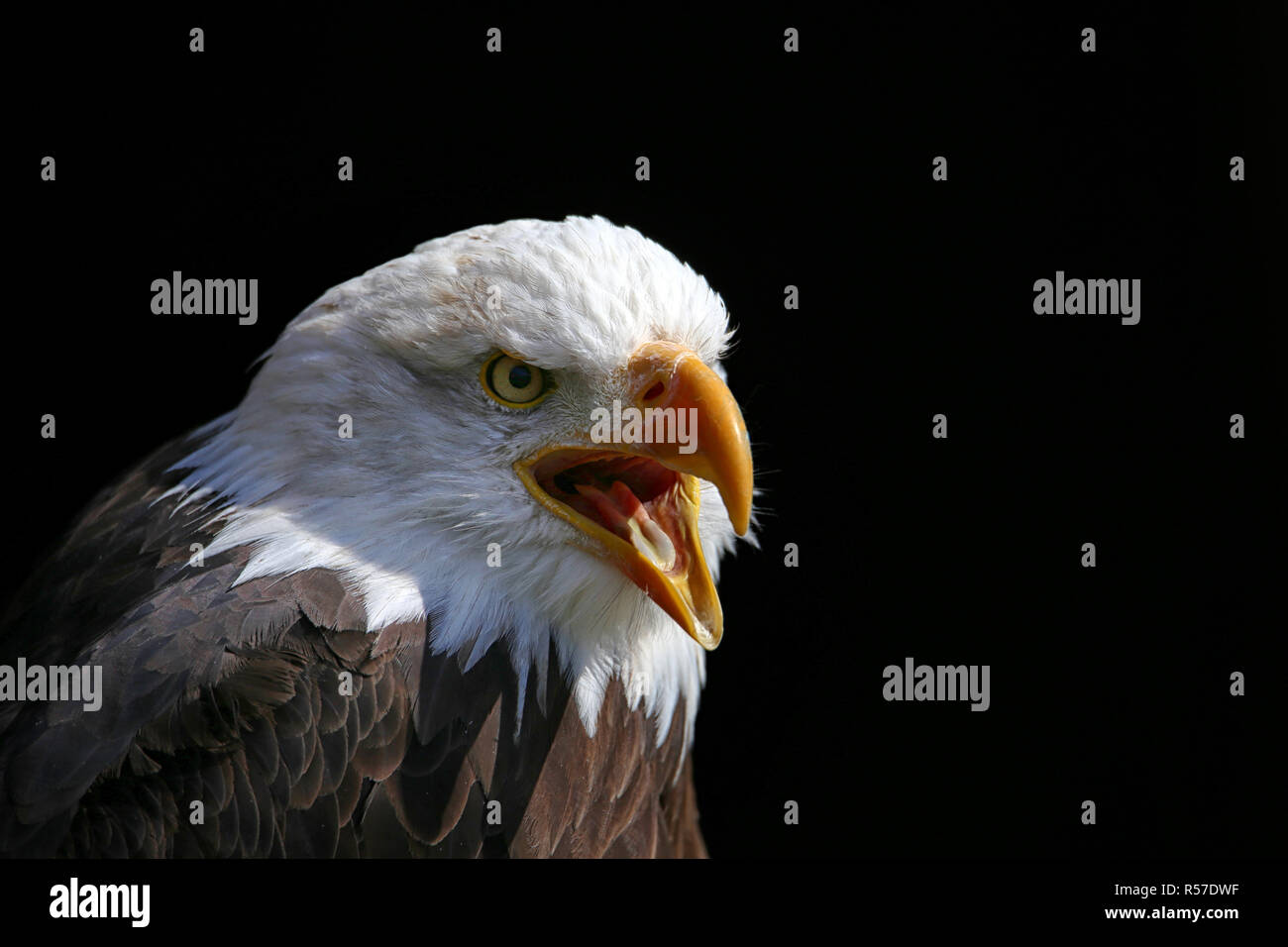 Urlando aquila calva Haliaeetus leucocephalus Foto Stock