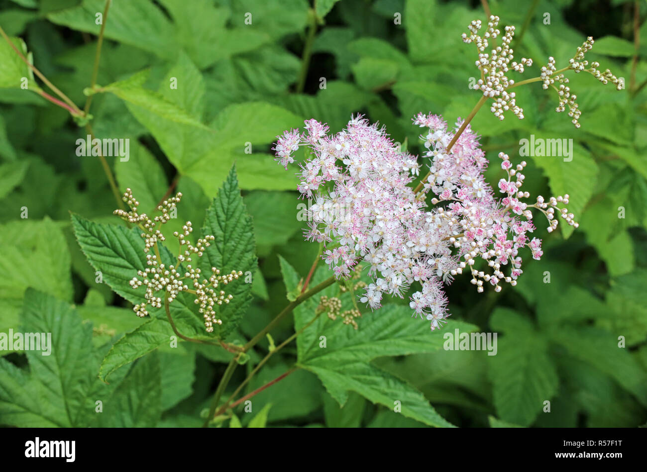 Fioritura rossa olmaria filipendula purpurea elegans Foto Stock