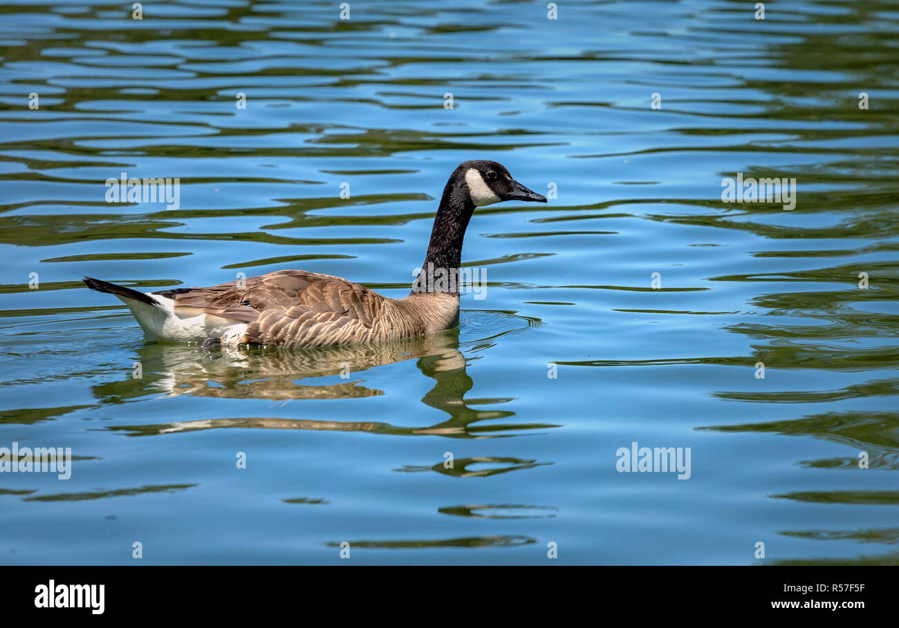 Riporre il lago di oca Foto Stock