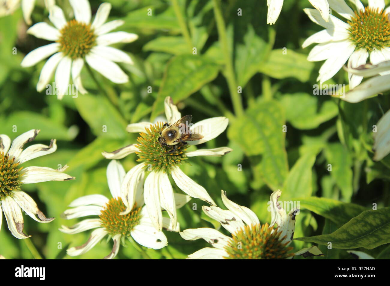 Api su fiori / Abeille sur une fleur Foto Stock