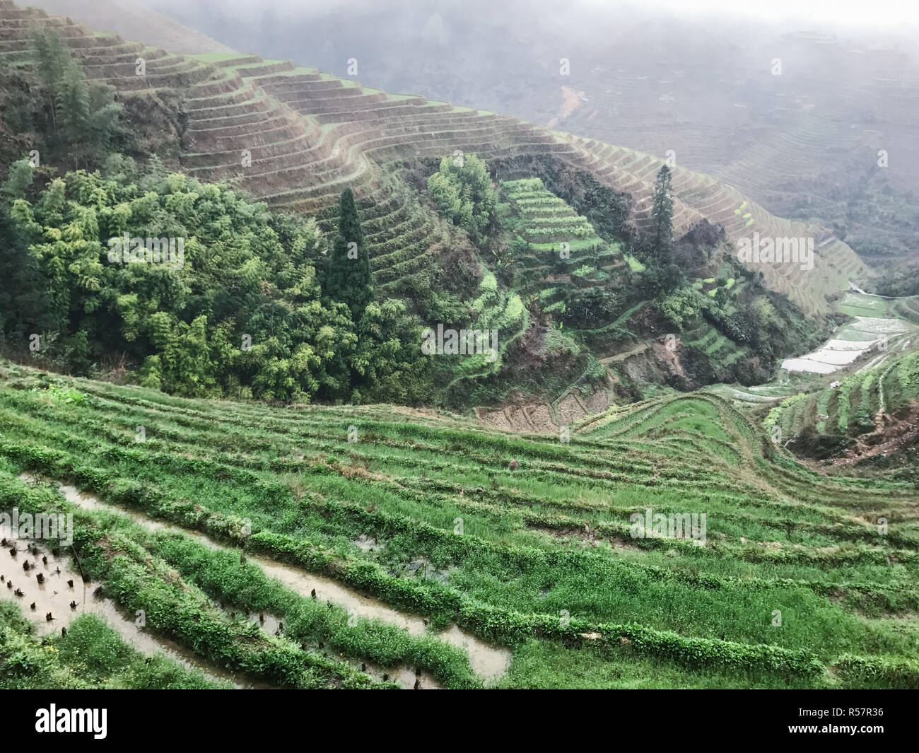 Al di sopra di vista di paddy sui giardini terrazzati in Rain Foto Stock