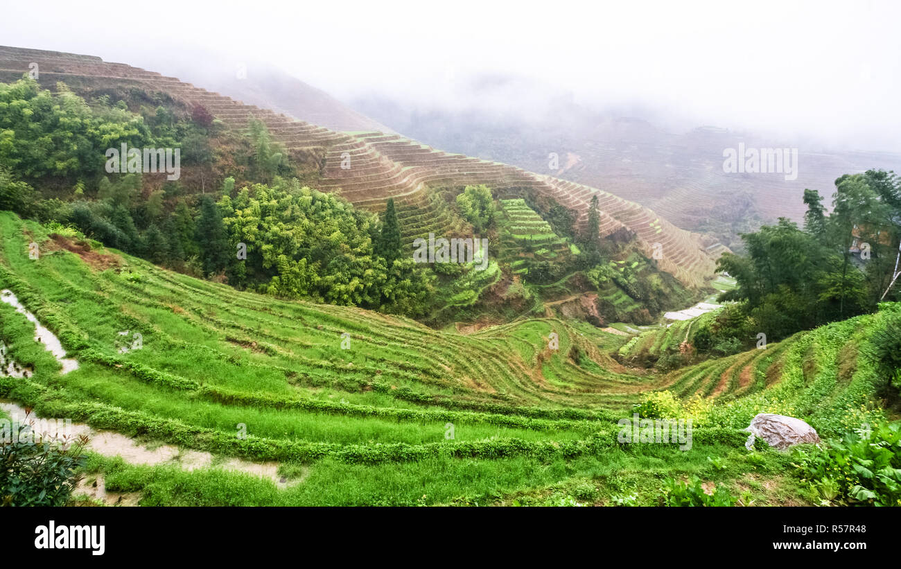 Vista di bagnato di riso terrazzati giardini dalla Tiantouzhai Foto Stock