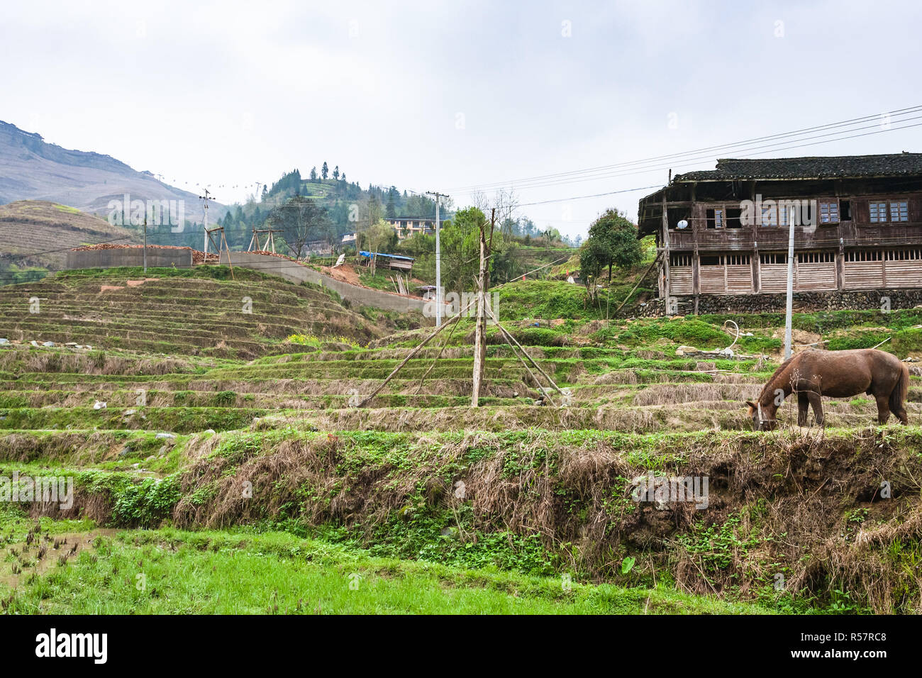 Cavallo su campi terrazzati e case in Dazhai Foto Stock