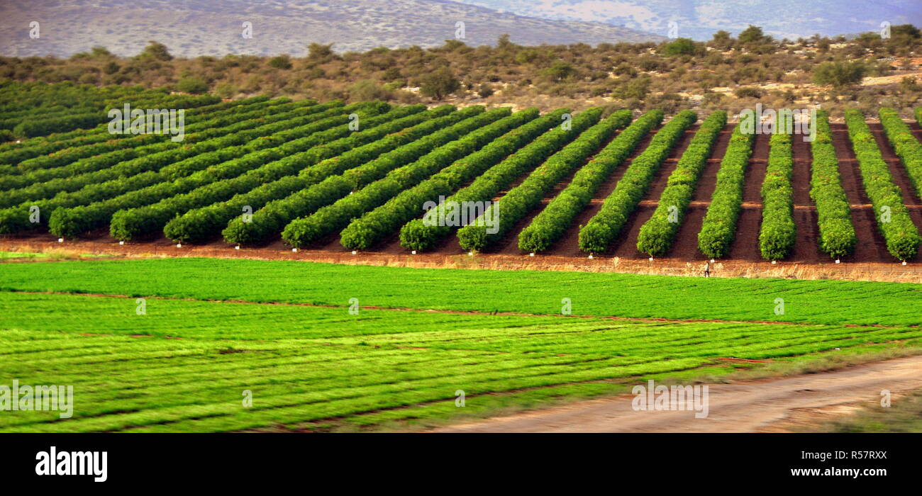 La fertile pianura di Galilea Foto Stock