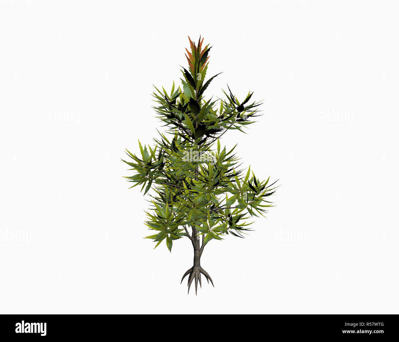 Banksia argento isolato ad albero Foto Stock