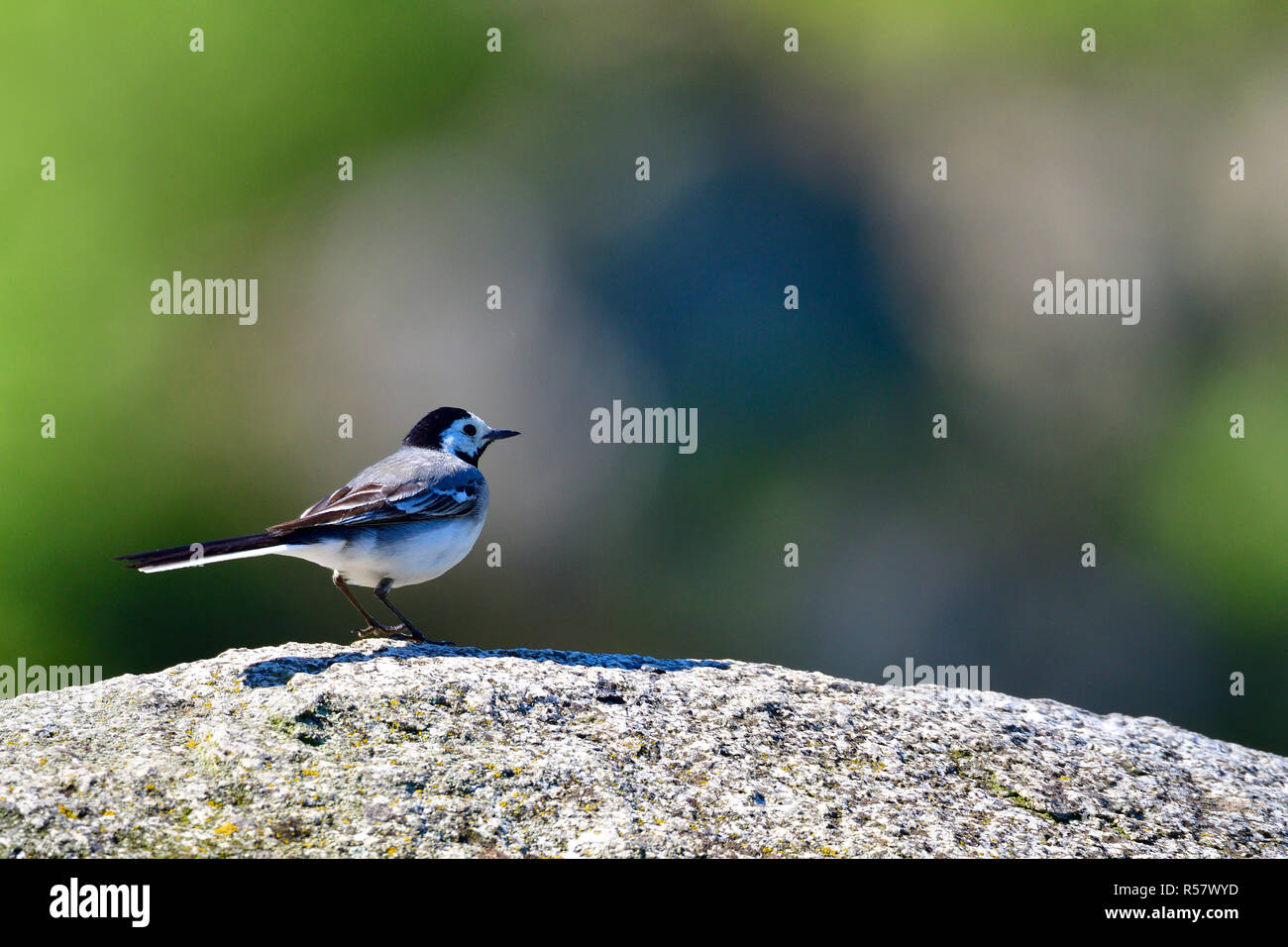 Wagtail nel foraggio Foto Stock