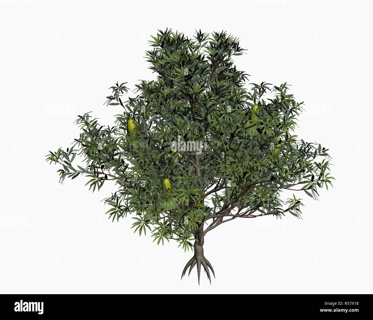 Banksia argento isolato ad albero Foto Stock