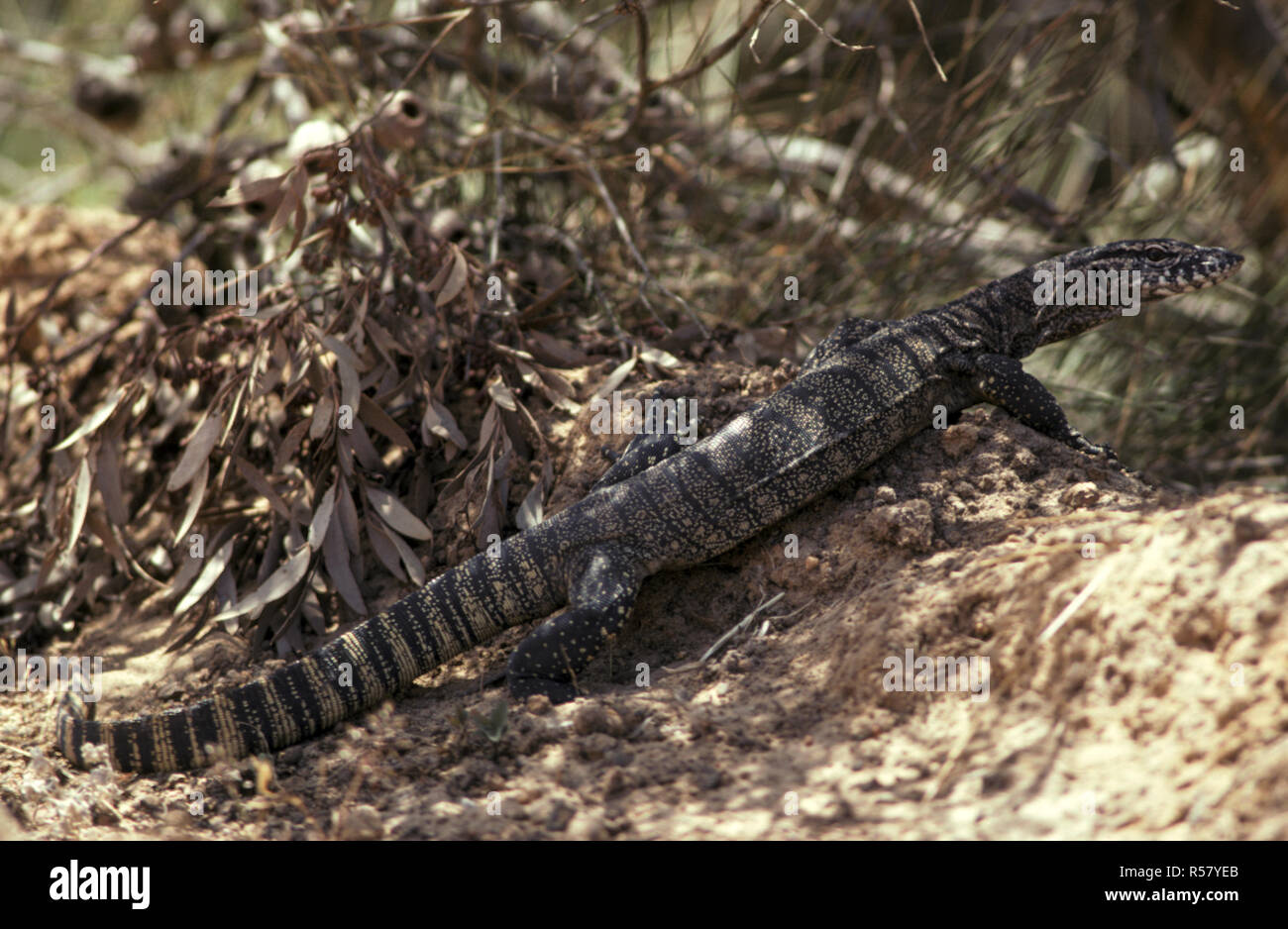 Sabbia GOANNA (VARANUS GOULDII) noto anche come monitor di sabbia o GOULD MONITOR, GOLDFIELDS, Australia occidentale Foto Stock