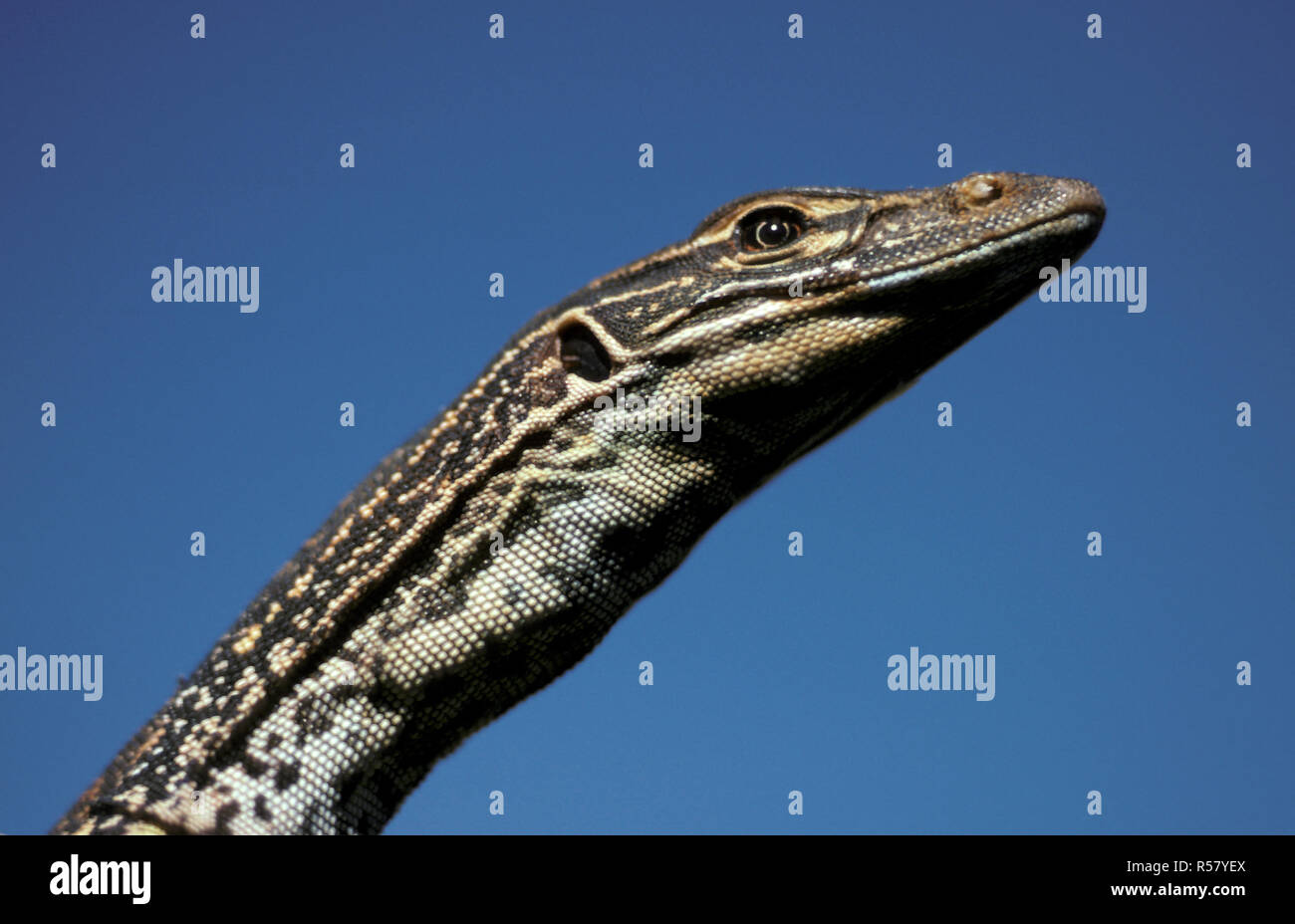 Colpo alla testa di una sabbia GOANNA (VARANUS GOULDII) noto anche come monitor di sabbia o GOULD MONITOR, GOLDFIELDS, Australia occidentale Foto Stock