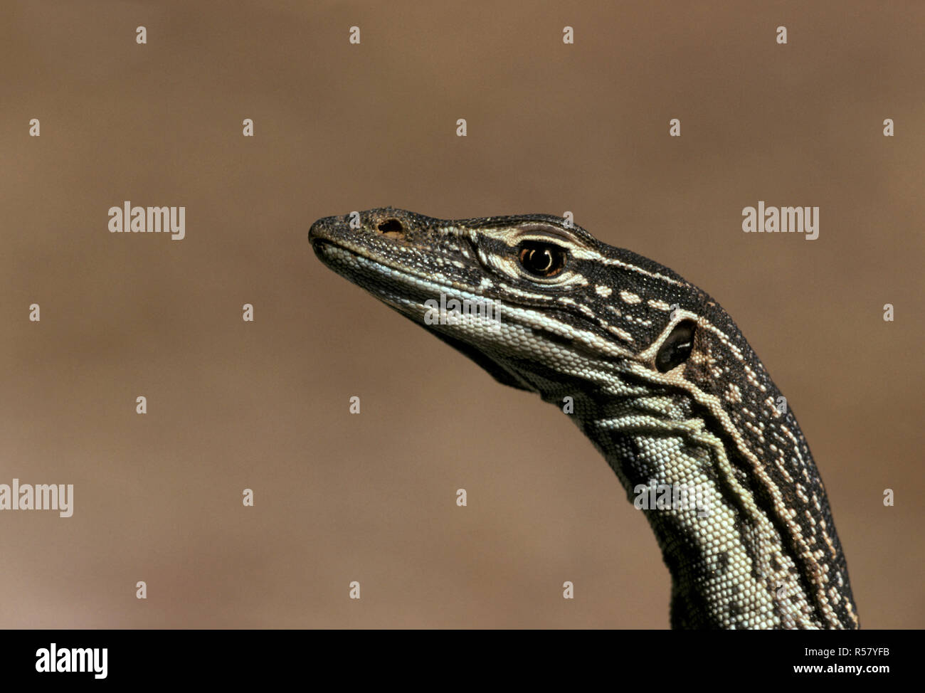 FOTO DI UNA GOANNA DI SABBIA (VARANUS GOULDII) NOTA ANCHE COME MONITOR DI SABBIA O MONITOR DI GOULD, GOLDFIELDS, AUSTRALIA OCCIDENTALE Foto Stock