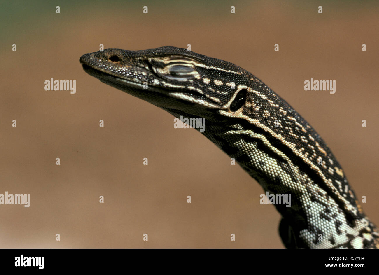Colpo alla testa di una sabbia GOANNA (VARANUS GOULDII) noto anche come monitor di sabbia o GOULD MONITOR, GOLDFIELDS, Australia occidentale Foto Stock