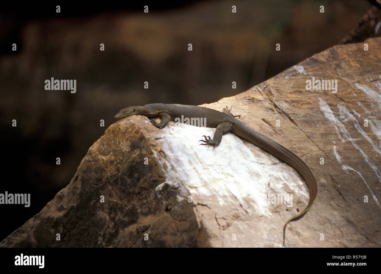MERTENS MONITOR ACQUA (VARANUS MERTENSI) crogiolarsi sulle rocce, GALVANS Gorge, Western Australia. Foto Stock