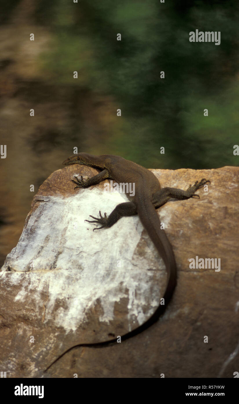 MERTENS MONITOR ACQUA (VARANUS MERTENSI) crogiolarsi sulle rocce, GALVANS Gorge, Western Australia. Foto Stock