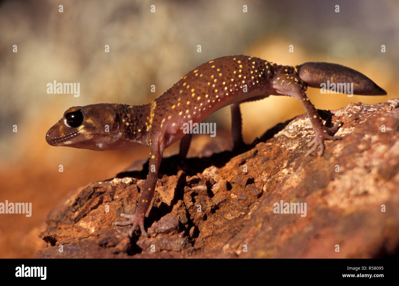 GECKO DALLA CODA SPESSA O ABBAIATA (UNDERWOODISAURUS MILII) SULLA ROCK LEDGE, NELL'OUTBACK WESTERN AUSTRALIA. Foto Stock