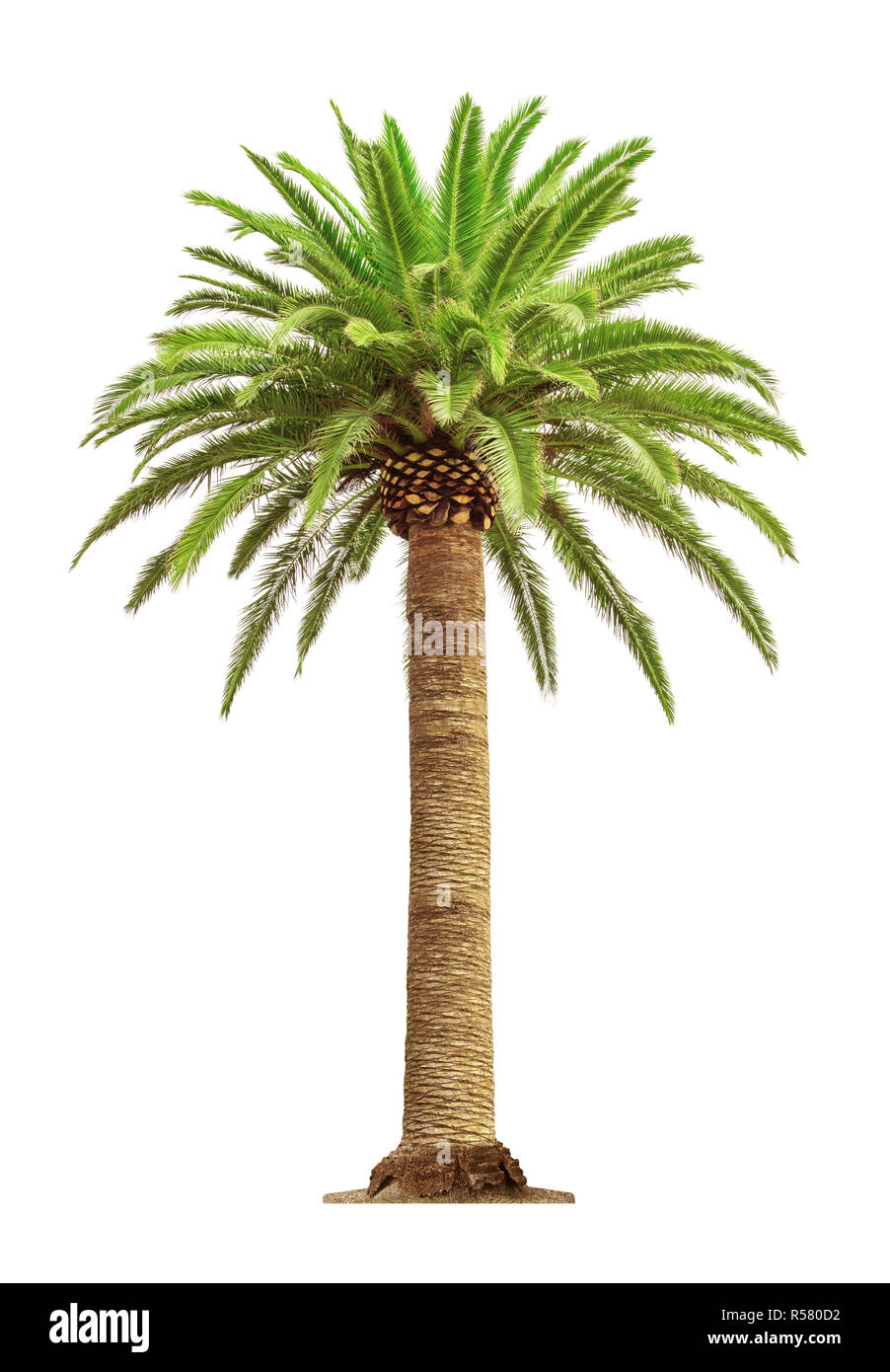 Bella verde Palm tree isolati su sfondo bianco Foto Stock