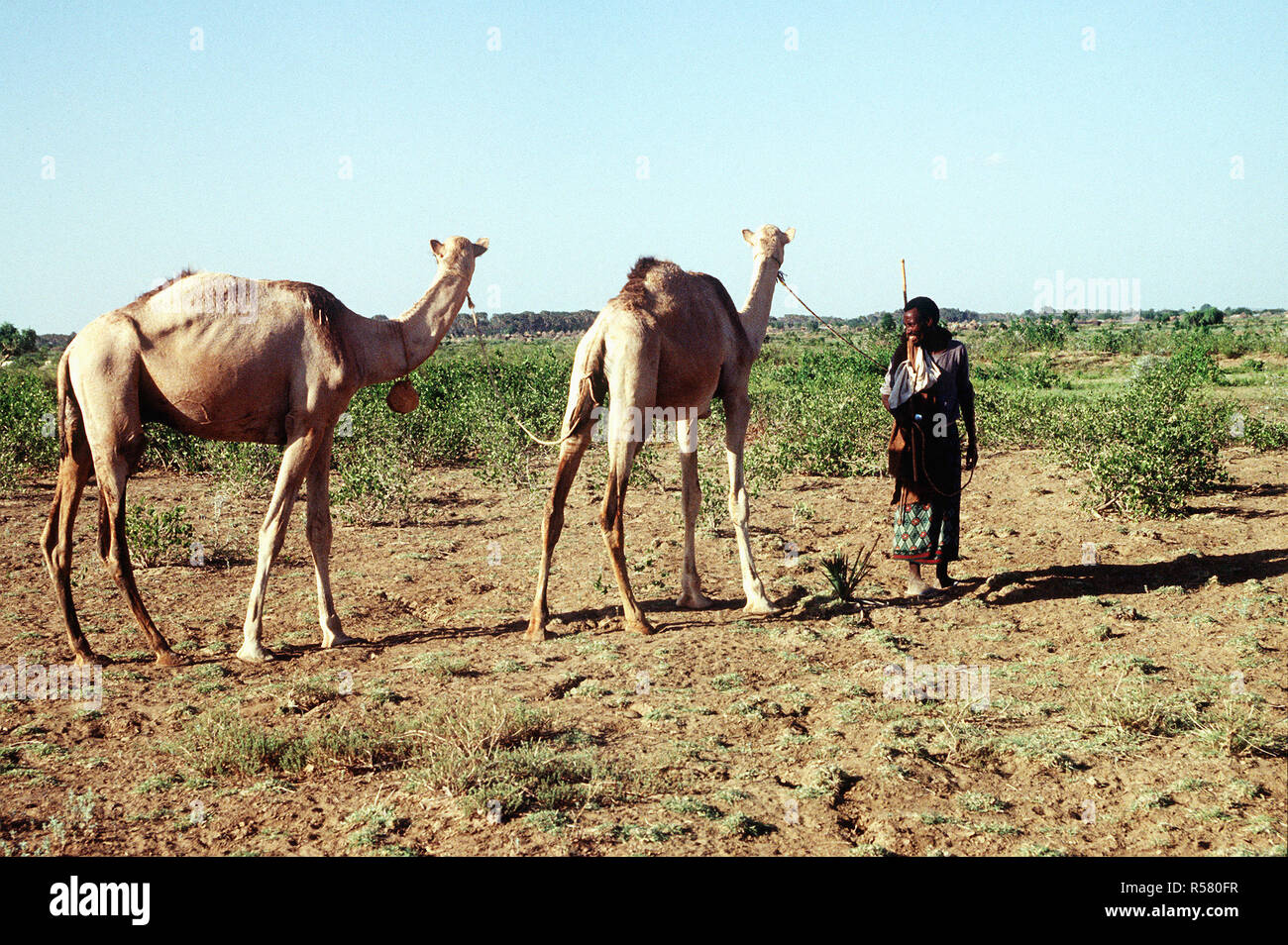 Un somalo abitante con i suoi cammelli. Foto Stock
