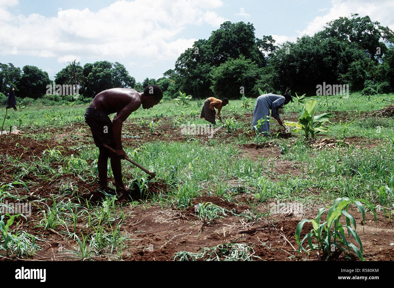 1993 - somalo gli agricoltori che lavorano in campi di Kismayo, Somalia mentre U.S. Le forze sono state in Somalia per continuare l'Operazione Speranza. Foto Stock