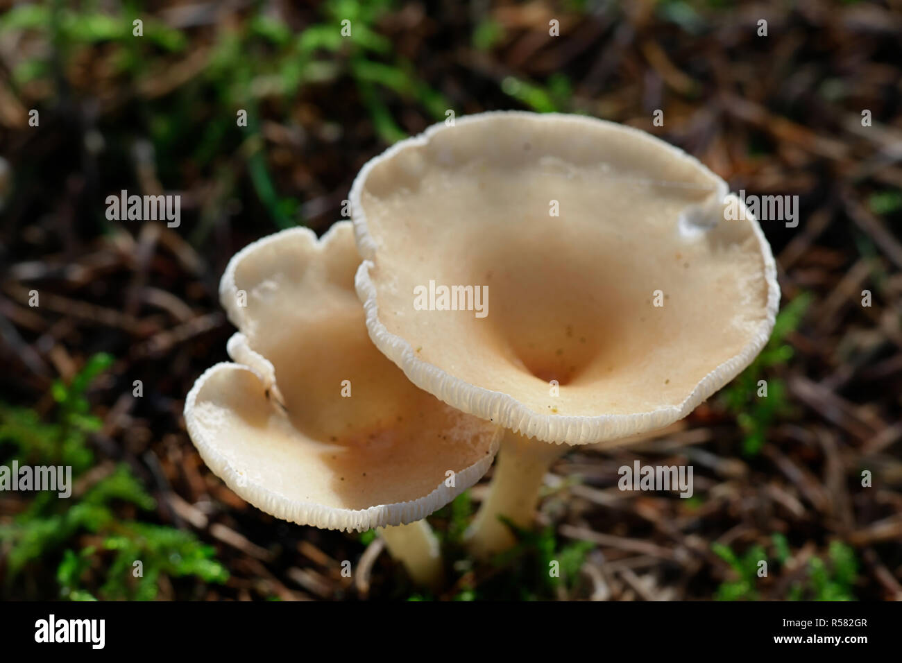 Clitocybe gibba, comune fungo imbuto Foto Stock