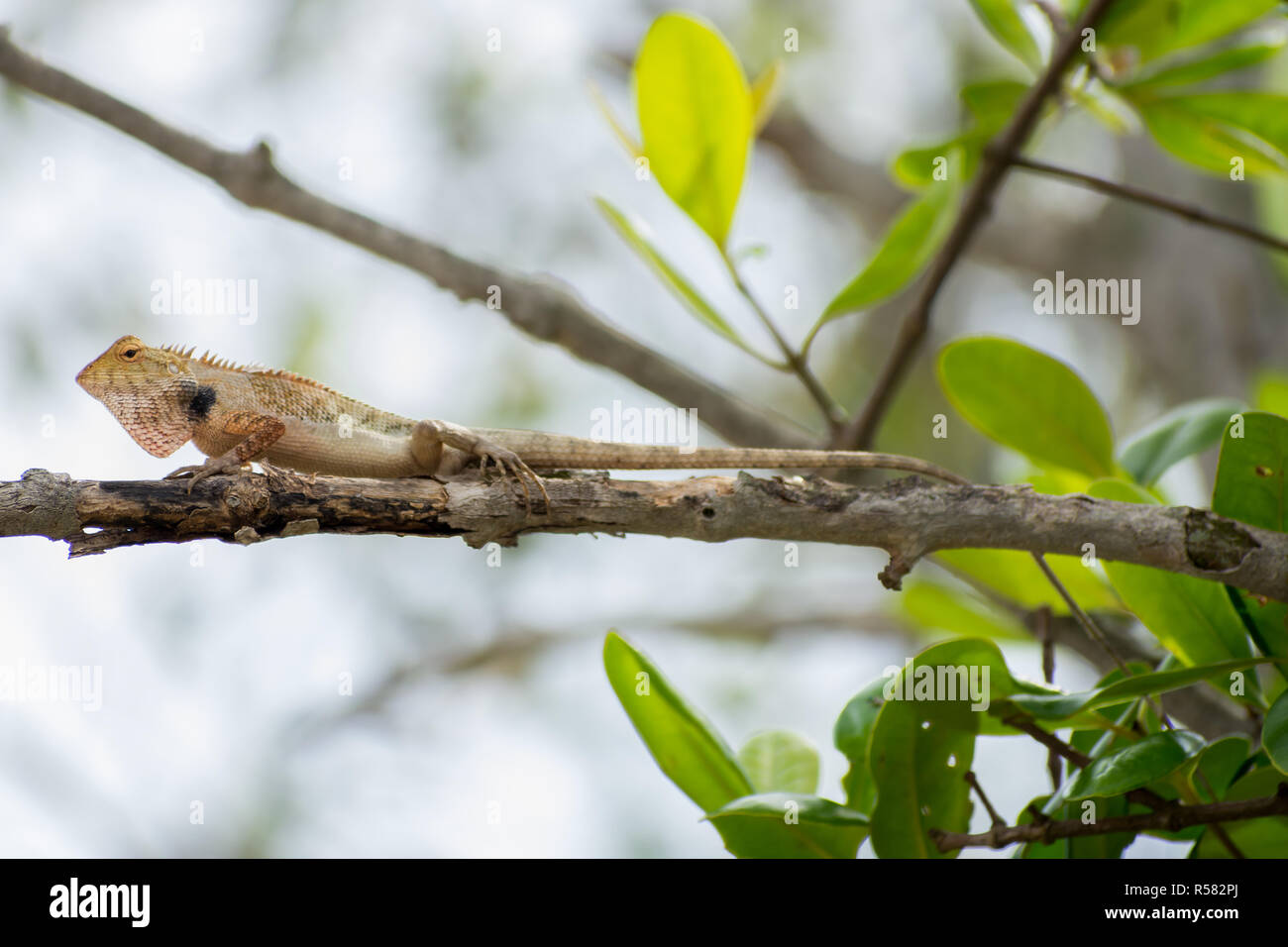 Giovani lucertola marrone su albero Foto Stock