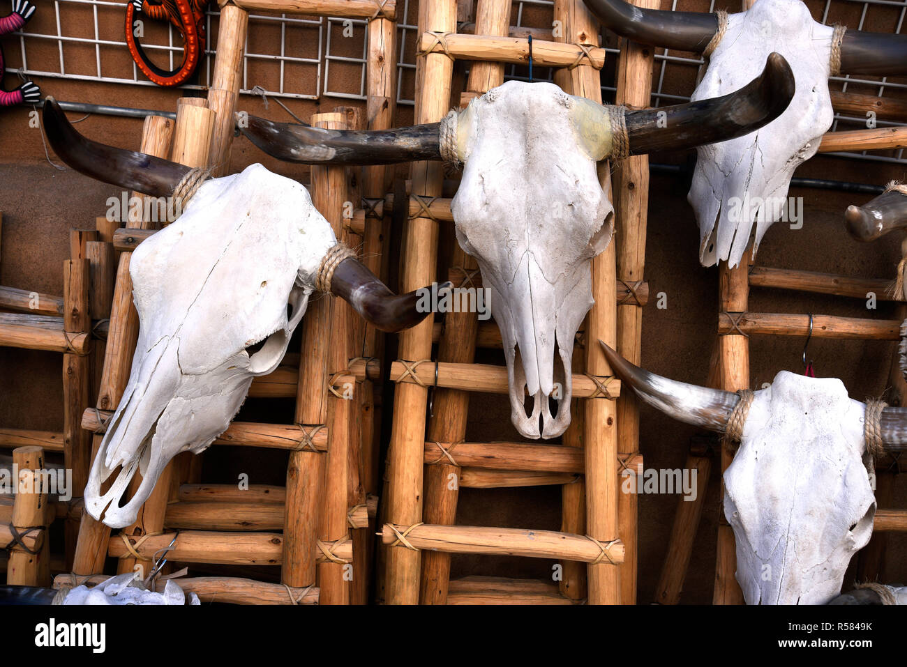 Teschi di mucca per la vendita in un negozio di occidentali a Santa Fe, NM  Foto stock - Alamy