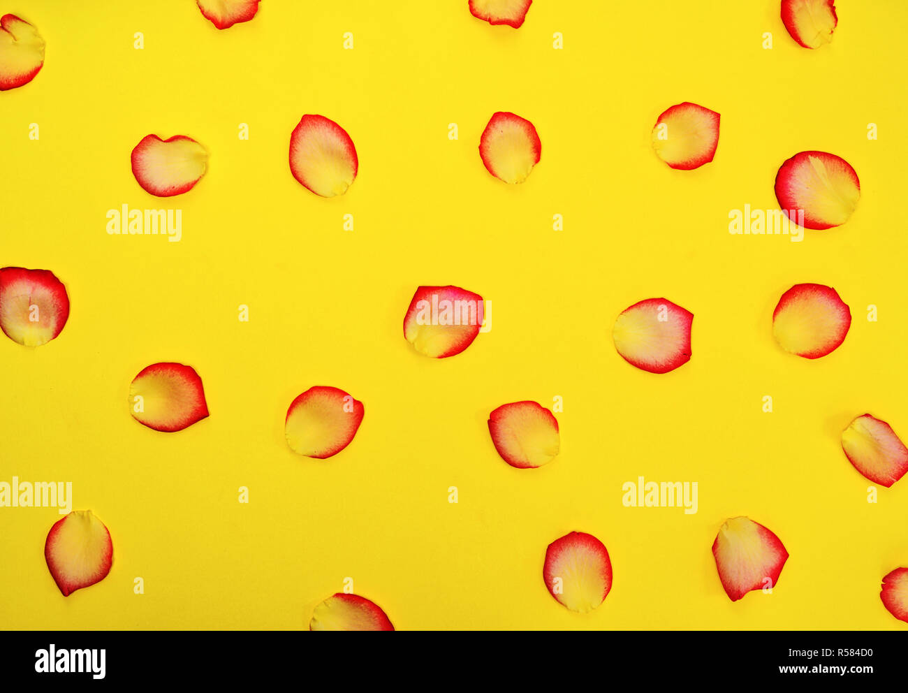 I petali di un giallo rosso rosa su sfondo giallo Foto Stock